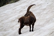 62 Stambecco sulla neve...